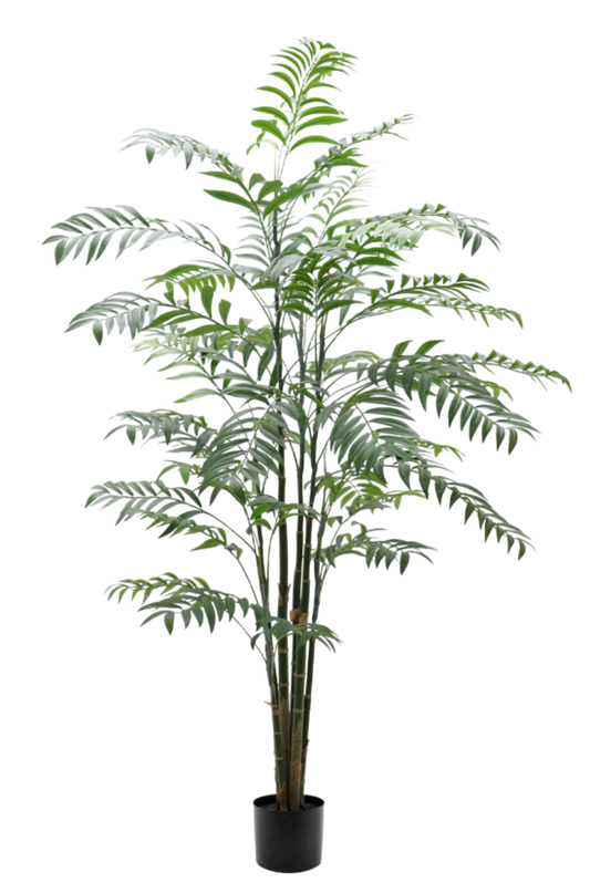 Delux Bamboo Palm Potted 1.8M